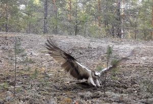 Редкую птицу скопу запечатлела фотоловушка в Керженском заповеднике