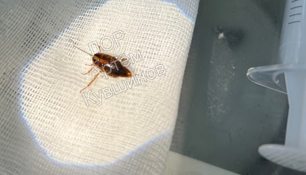 ЛОР-врач Артем Кувшинов вытащил из уха нижегородки таракана