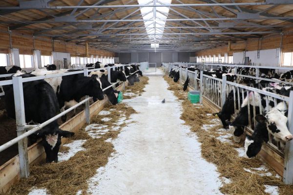6,7% составил удельный вес нижегородской сельхозпродукции в общем объеме