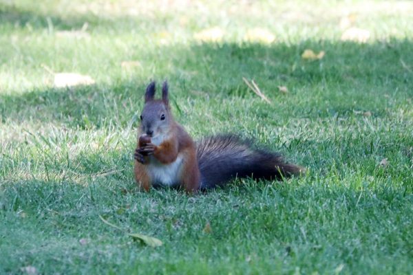 Семь нижегородцев пострадали от нападений белочек