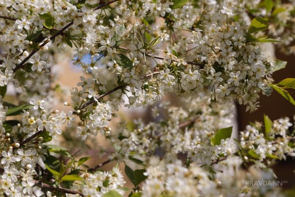 Опубликован предварительный прогноз погоды на май в Нижегородской области
