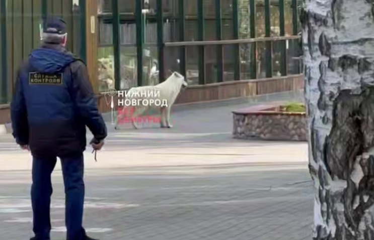 Волчица сбежала из вольера в зоопарке «Лимпопо»