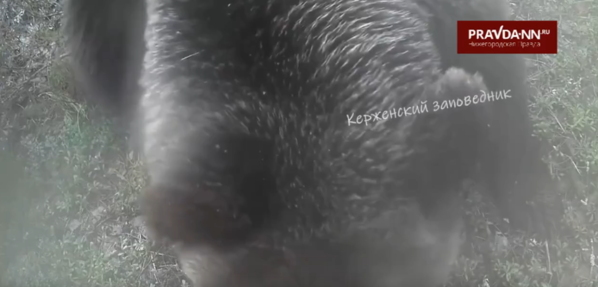 Медведь сломал фотоловушку в Керженском заповеднике