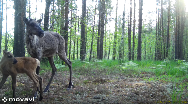 В Керженском заповеднике фотоловушки запечатлели трёх важенок с оленятами