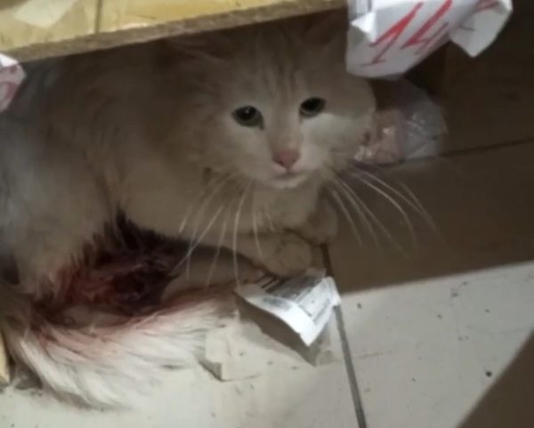 Кошка с гниющей лапой вышла к людям за помощью в Нижнем Новгороде