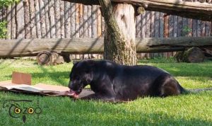 В зоопарке «Лимпопо» показали, как завтракает самка ягуара Наоми
