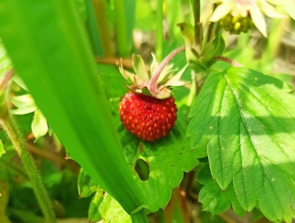 Нижегородцы хвастаются первыми находками земляники