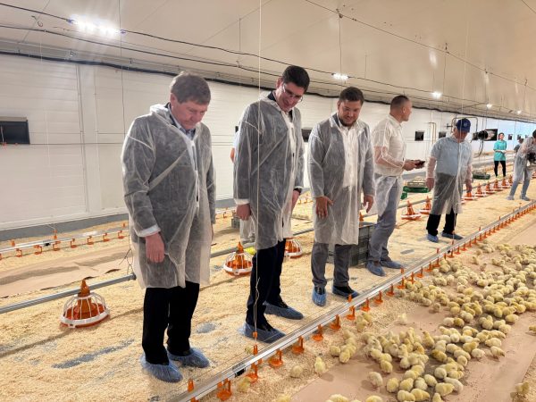 Три новых птичника открылись в Павловском округе