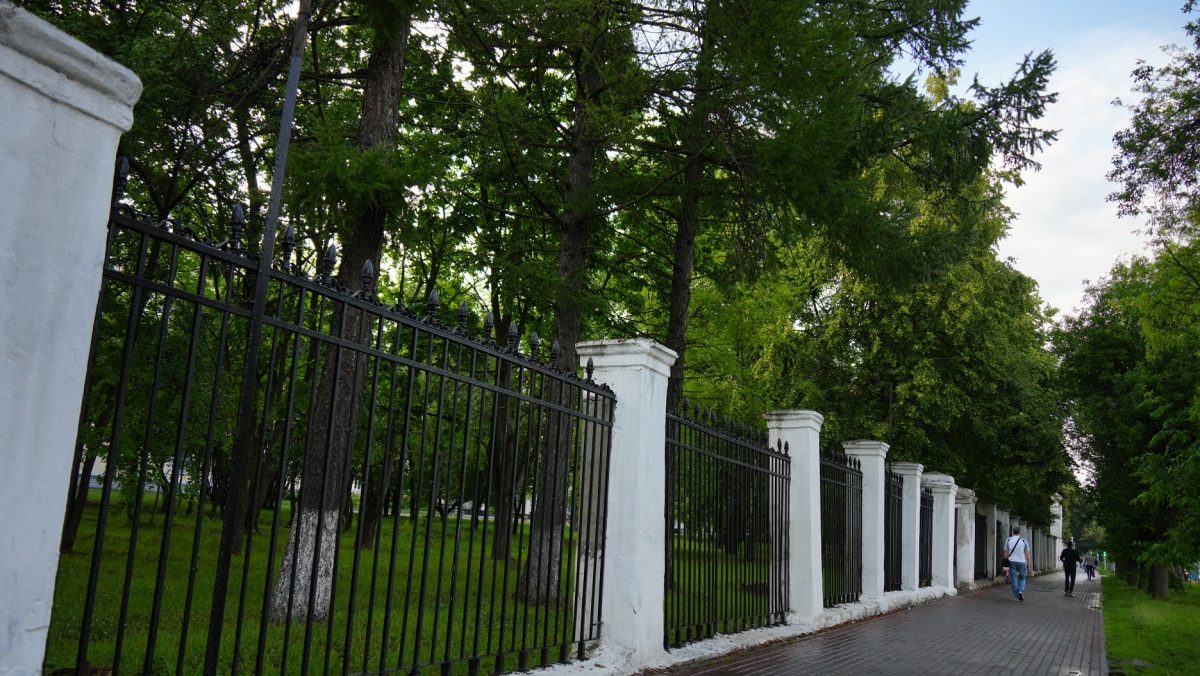 Вдоль проспекта Гагарина вырубят деревья из-за возведения сетей для ИТ-кампуса
