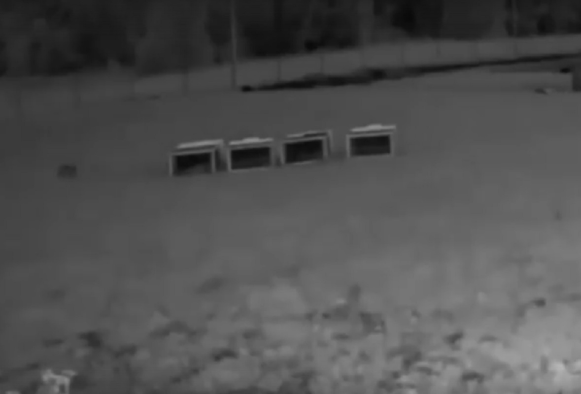 Лиса разорила птичник на семейной ферме канадцев Фейнстра