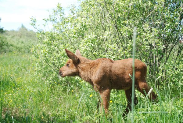 Численность диких животных в Нижегородской области увеличилась по данным госмониторинга