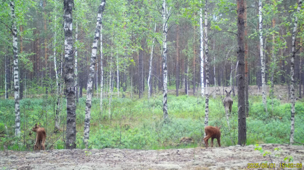 Прогулку лосихи с детёнышами зафиксировала фотоловушка в Керженском заповеднике