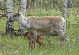 Сергей Суров