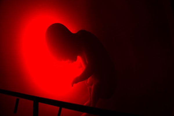 Солнце, силы света и киты: что посмотреть на экологической выставке современного искусства