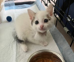 Ветеринары рассказали о состоянии котят с перерезанными лапами и шеей