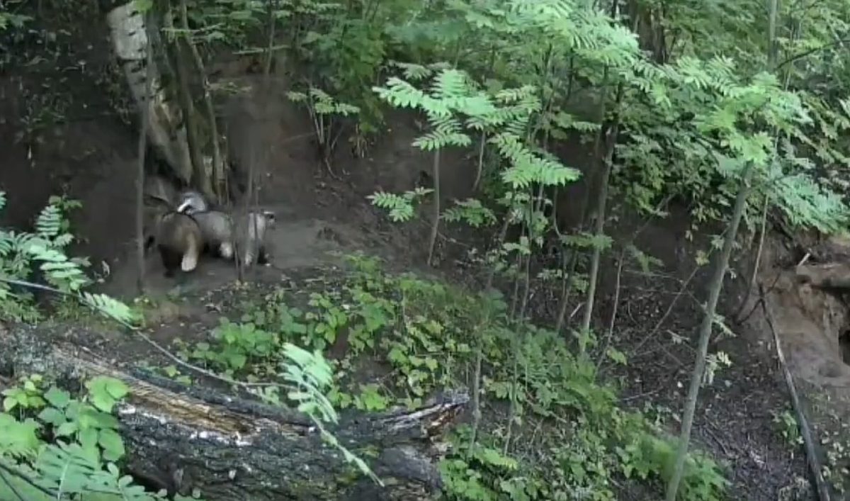 Барсучиха с детенышами попала в объектив фотоловушки