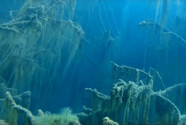 Затопленный лес на дне знаменитого озера Ключик показали нижегородские дайверы
