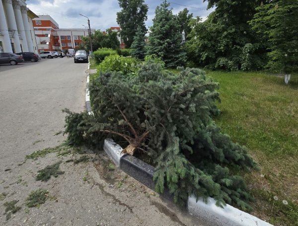 Полиция ищет вандалов, разгромивших сквер на Бору