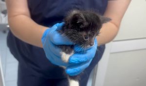 Котят с перерезанными лапами и шеей обнаружили нижегородские волонтеры
