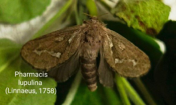 Бабочки новых видов прилетели в Керженский заповедник