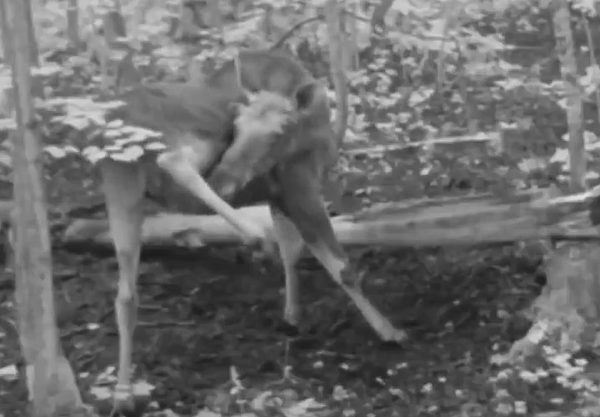 Лосиная йога попала в объектив фотоловушки в Краснобаковском районе