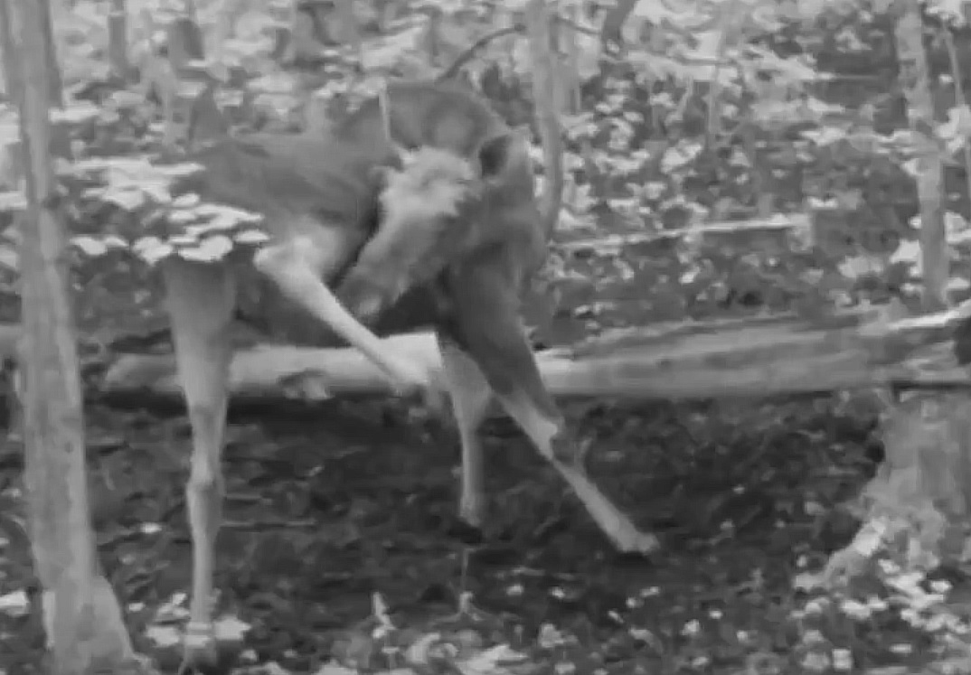 Лосиная йога попала в объектив фотоловушки в Краснобаковском районе