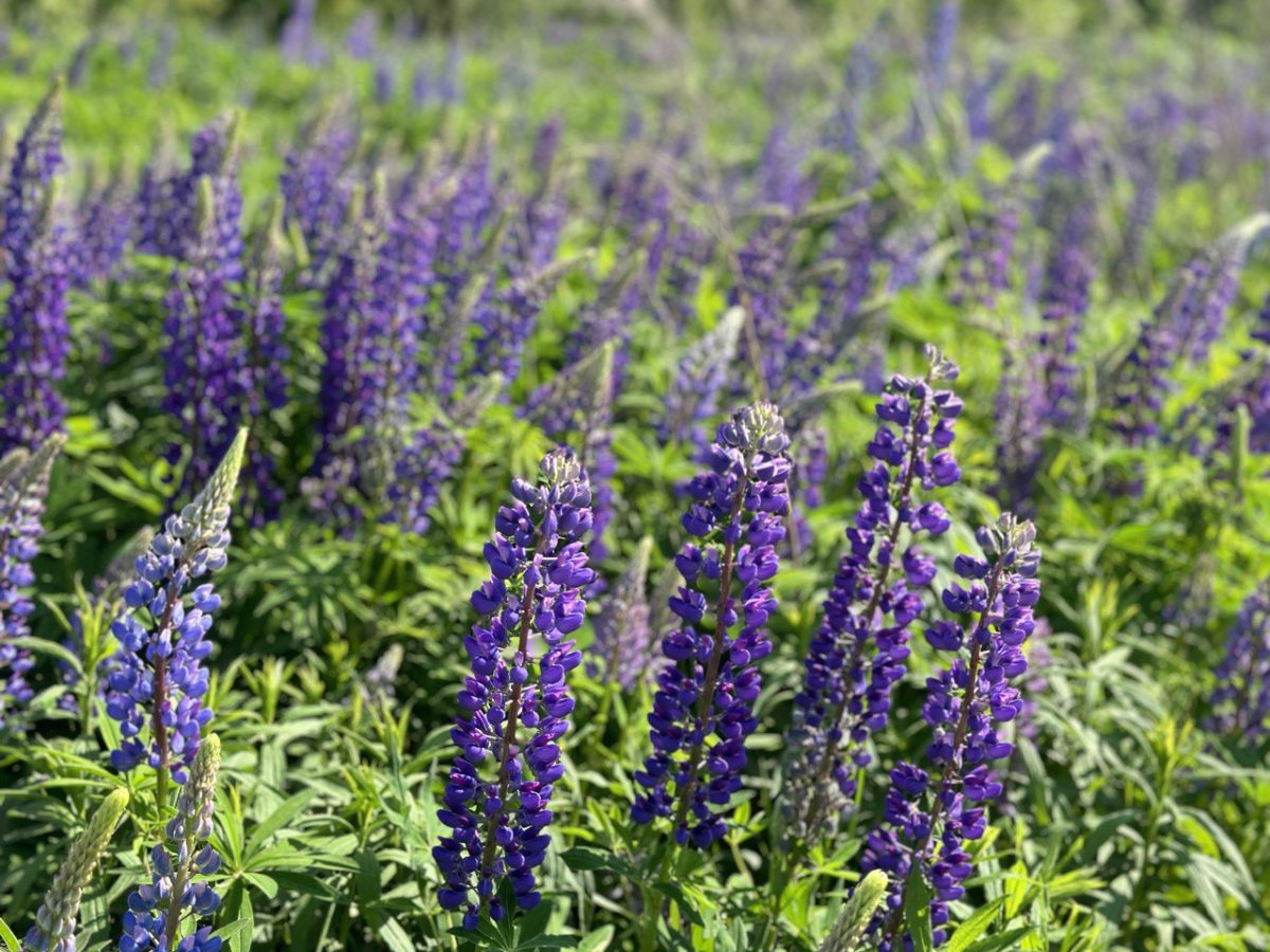 Нижегородцев предупредили об опасности фотосессий среди люпинов