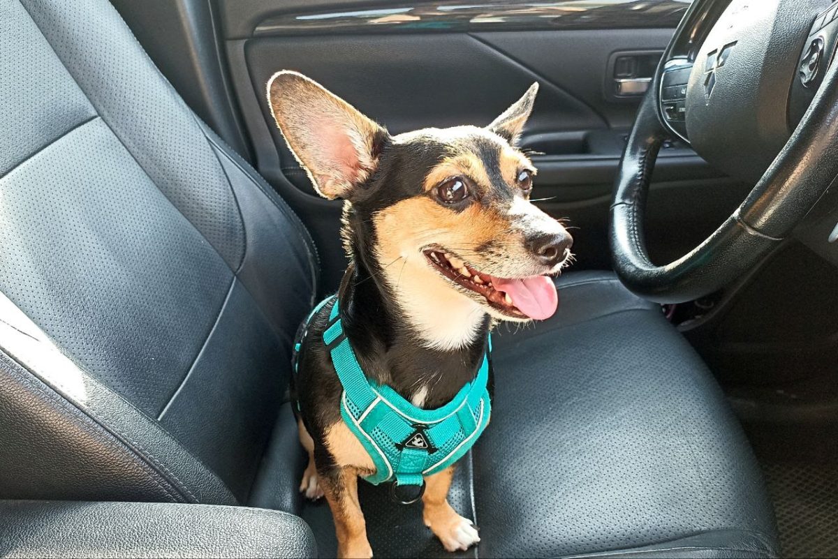 Кинолог Голубев рассказал, как кормить собаку в жаркую погоду