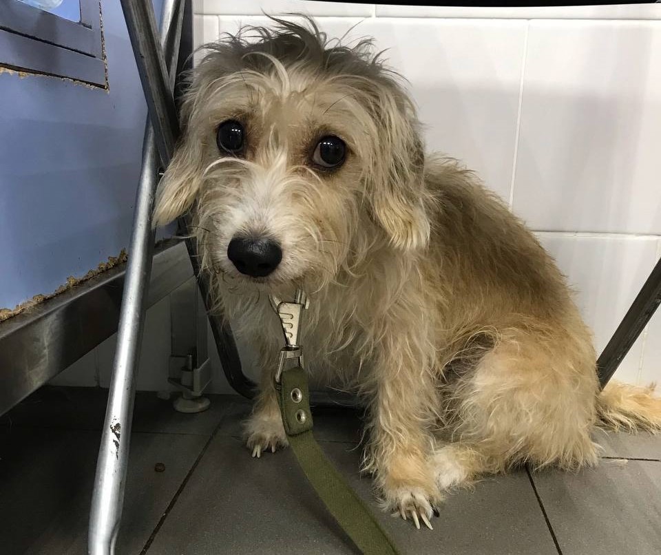 Нижегородские волонтёры спасли двух собак, с которыми жестоко обращался хозяин