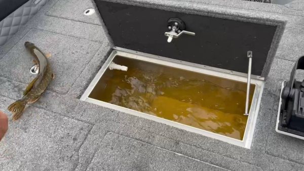 Депутат Ананьин из Нижегородской области поймал необычную щуку