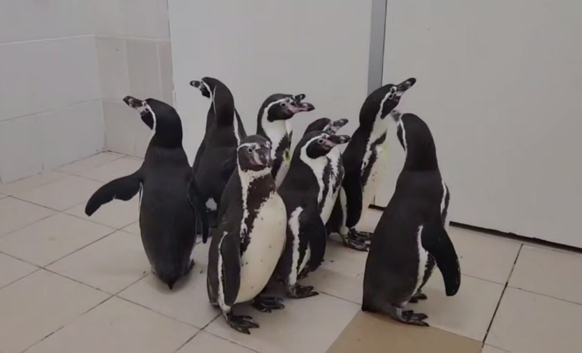 Пингвины Гумбольдта из Приморского края прибыли в Нижний Новгород