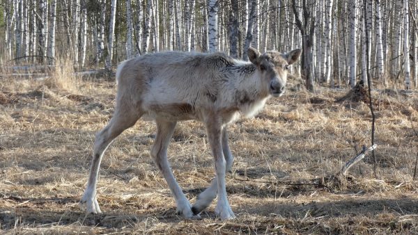 СИБУР поможет Керженскому заповеднику в восстановлении популяции северного оленя