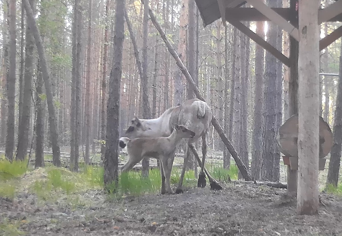 Дива и оленушка