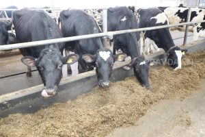 Пастереллёз добрался до Нижегородской области? Грозит ли региону массовый забой&nbsp;скота