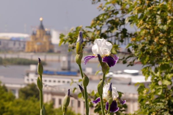 Тёплая и облачная погода ожидается в Нижнем Новгороде на новой рабочей неделе