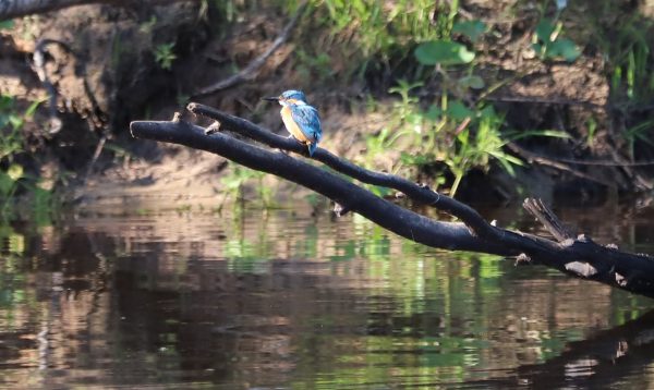 Пару зимородков обнаружили в Керженском заповеднике впервые за 17 лет
