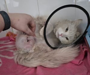 Кот Беляшик с ампутированной лапой проходит послеоперационную реабилитацию