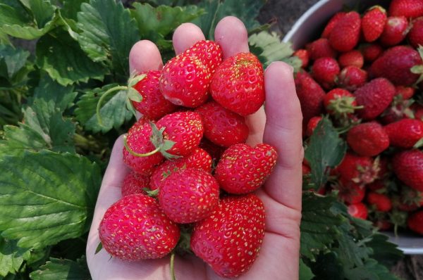 Иммунолог Чернышова рассказала, какие продукты нужно мыть перед употреблением