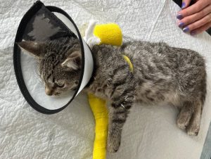 Госветуправление Нижнего Новгорода