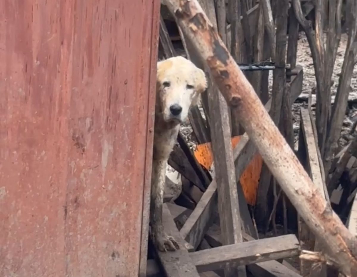 Мертвых собак и свиней обнаружили на улице Дарвина в Нижнем Новгороде