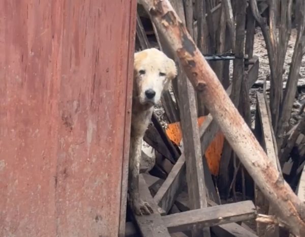 Мертвых собак и свиней обнаружили на улице Дарвина в Нижнем Новгороде