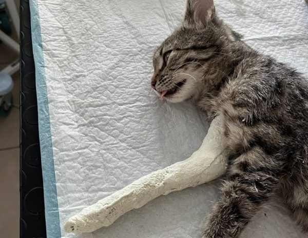 В Автозаводском районе кот выпал из окна и сломал лапку