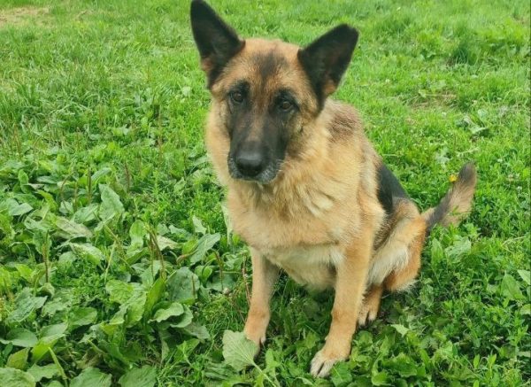 Полицейская собака на пенсии ищет нового хозяина в Нижегородской области