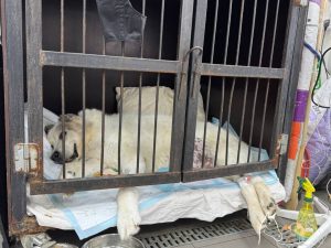 Нижегородцы рассказали о плохом самочувствии знаменитого пса Кругетса