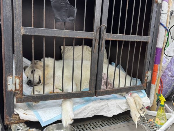 Нижегородцы рассказали о плохом самочувствии знаменитого пса Кругетса