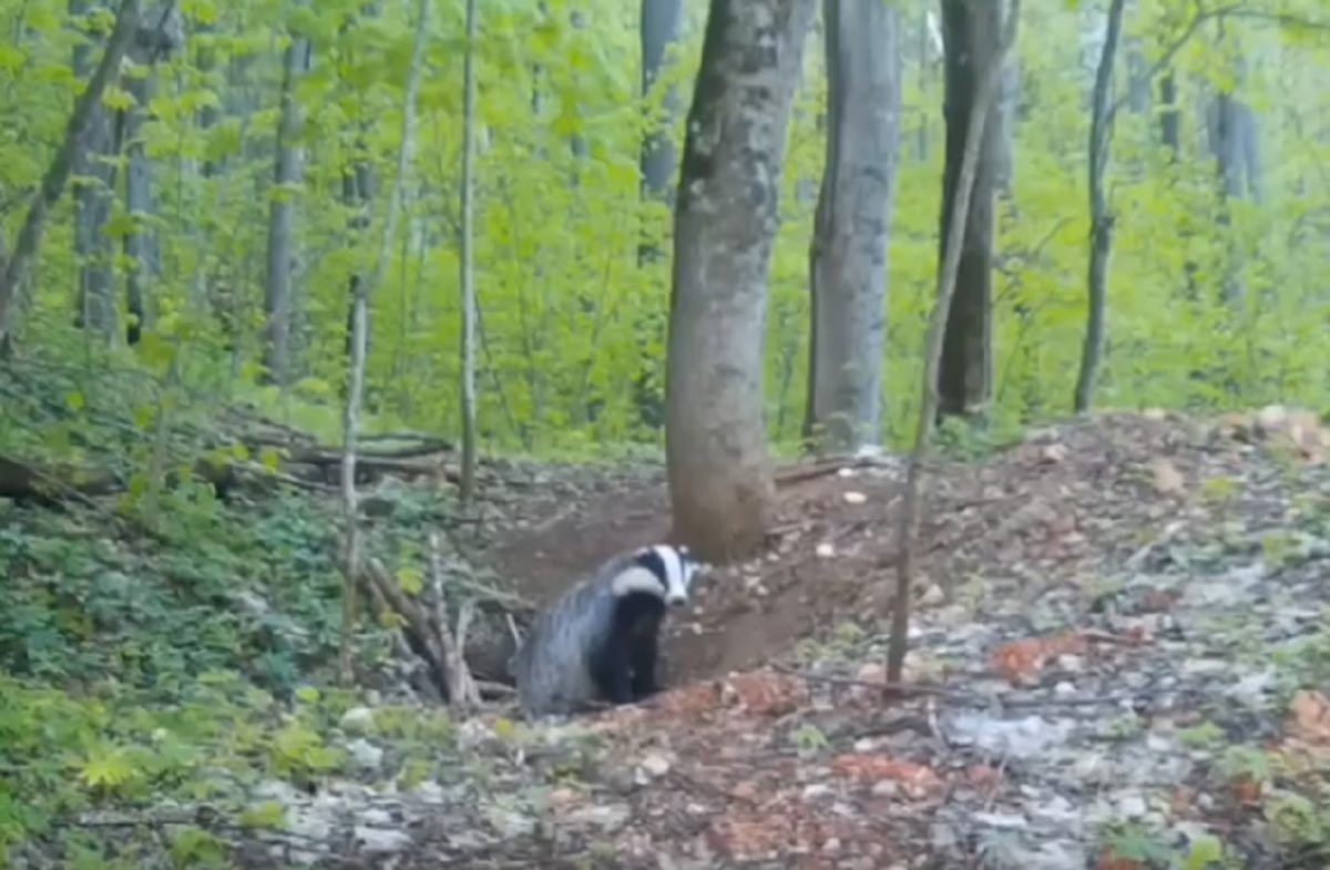 В Бутурлинском районе фотоловушки сняли тайную жизнь барсуков