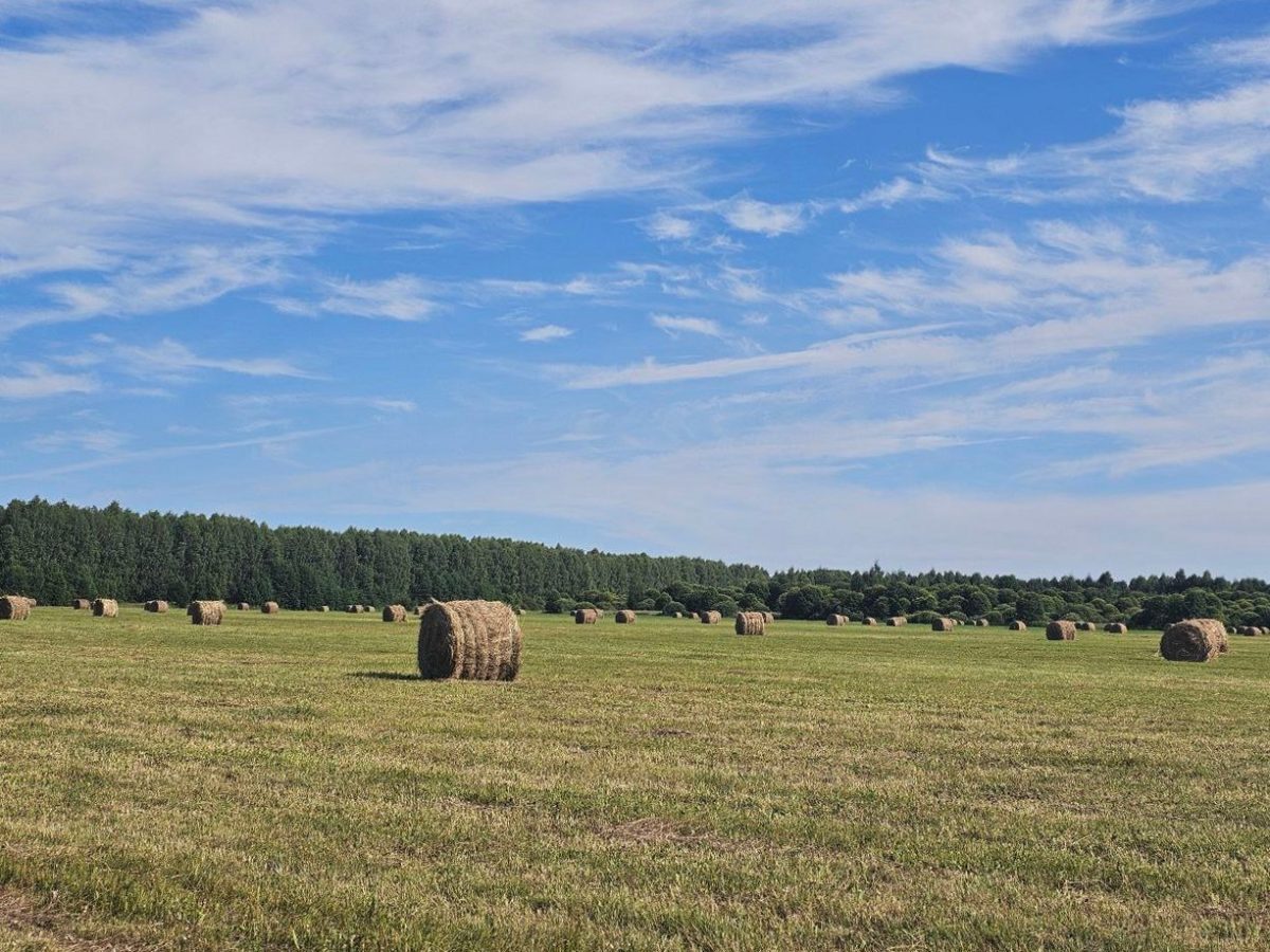 В регионе выполнено более половины объема кормозаготовительных работ от плана