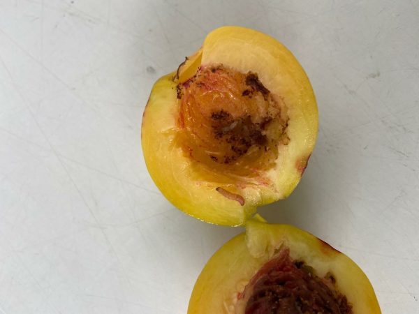 В Нижегородскую область пытались провезти 21 тонну опасных нектаринов