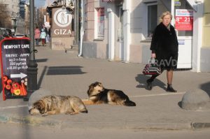 Правительство РФ поддержало ужесточение ответственности для владельцев питомцев