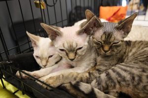 Стерилизацию домашних животных хотят сделать бесплатной для всех россиян